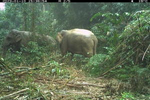 Hai con voi rừng tại Vườn quốc gia Vũ Quang được ghi lại qua bẫy ảnh 