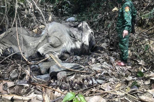 Tìm phương án xử lý xác voi nặng hơn 2,5 tấn chết trong rừng sâu