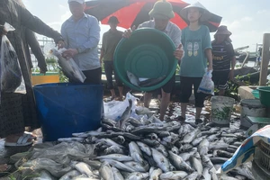 Hà Tĩnh: Hàng chục tấn cá nuôi lồng bè bị chết hàng loạt