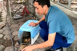 Cá thể rùa được bàn giao cho Vườn quốc gia Vũ Quang 