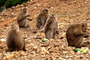 Các cá thể khỉ thích nghi với điều kiện sống trên "đảo khỉ"