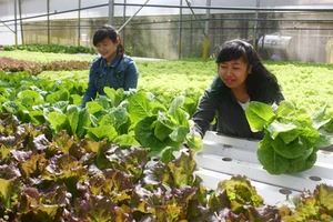 Nhiều nông dân trồng rau tại Đà Lạt được hưởng lợi từ việc liên kết sản xuất nông sản sạch