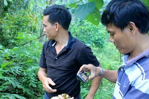 Cán bộ Phòng nông nghiệp huyện Trà Bồng (bên phải) đang nghiên cứu loại sâm 7 lá tại vườn ông Tạo