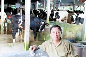 Nuôi bò sữa tại huyện Củ Chi