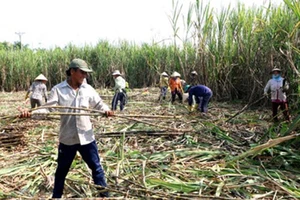 Tại tỉnh Hậu Giang xuất hiện nhiều nông dân vươn lên khá giả từ cây mía