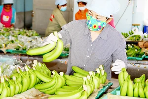 Sơ chế chuối ở trang trại trồng chuối xuất khẩu sang Nhật Bản của ông Võ Quan Huy (Long An) Ảnh: PHIÊU NHIÊN