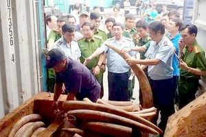 Lực lượng chức năng phát hiện, xử lý một vụ nhập lậu ngà voi tại cảng Cát Lái