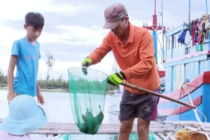 Đã có khoảng 24.600 con cá mú, hồng... bị chết tại xã An Ninh Đông, huyện Tuy An