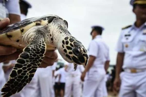 Thả rùa biển tại Trung tâm Bảo tồn Rùa biển ở Chon Buri ngày 26-7-2017, mừng sinh nhật nhà vua Maha Vajiralongkorn. Ảnh: REUTERS