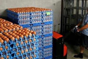 Các công ty Pháp xử lý trứng gà nhập khẩu bị nghi nhiễm độc. Ảnh: REUTERS