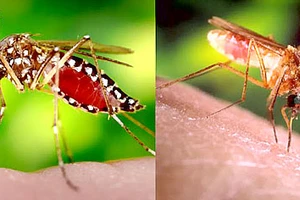 Muỗi thường vẫn truyền virus Zika?