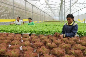Mô hình trồng rau rạch ở phường 5, TP Đà Lạt. Ảnh: ĐOÀN KIÊN
