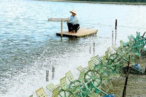 Ứng dụng công nghệ cao trong nuôi tôm tại Bạc Liêu 