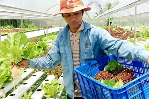Nông dân Việt Nam đang áp dụng mô hình trồng trên giá thể