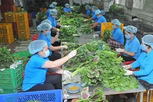 Chế biến rau VIETGAP xuất khẩu tại HTX Phước An. Ảnh: CAO THĂNG