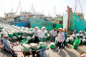 Cá đánh bắt từ biển cập bến cảng Long Hải tỉnh Bà Rịa - Vũng Tàu Ảnh: THÀNH TRÍ