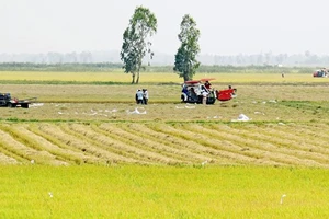Nông dân vùng Đồng Tháp Mười (huyện Tân Hưng, Long An) thu hoạch lúa. Ảnh: HẢI PHONG