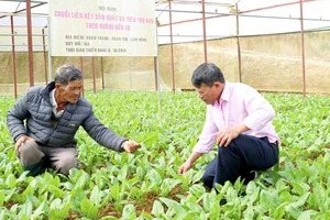 Sản xuất rau theo hướng hữu cơ tại xã Xuân Thọ, TP Đà Lạt