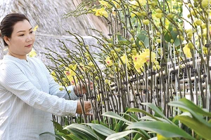 Để tạo giá trị gia tăng, vườn lan của chị Đặng Thị Thanh Thủy, quận 9, còn tạo những mẫu giỏ hoa, bình hoa đặc sắc cho nhu cầu người dân dịp tết