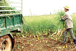 Hàng ngàn tấn củ cải trắng của nông dân xã Tráng Việt (Mê Linh - Hà Nội) không bán được hoặc bán giá rẻ bèo