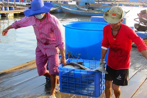 Ngư dân Long Sơn (TP Vũng Tàu) vận chuyển cá bớp