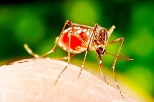 Tỷ phú Bill Gates kêu gọi phòng chống bệnh sốt rét