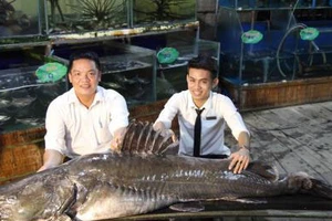 Một nhà hàng ở TP Cao Lãnh đã mua lại con cá lăng cực khủng này. Ảnh: TTXVN