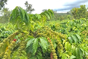 3.000 nông dân trồng cà phê hưởng lợi từ dự án phát triển bền vững