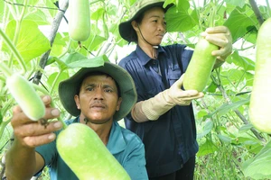 Nông sản trong nước đã chủ động đáp ứng tiêu chuẩn cho nông sản xuất khẩu vào Hàn Quốc Ảnh: CAO THĂNG