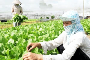Nông dân trồng rau sạch tại xã nông thôn mới Tân Thông Hội (huyện Củ Chi). Ảnh: CAO THĂNG