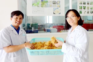 TS Hà Thị Loan cùng đồng nghiệp thu hoạch rễ tóc sâm Ngọc Linh nuôi cấy trong phòng thí nghiệm