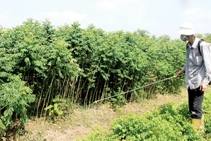 Thuốc trừ cỏ đang được sử dụng tràn lan Ảnh: VĂN PHÚC