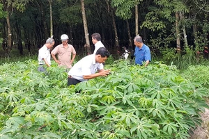 Khảo sát diện tích trồng mì bị nhiễm bệnh khảm lá ở Tây Ninh