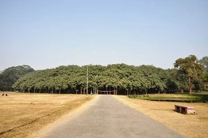 Cây đa cổ thụ khổng lồ ở Ấn Độ 