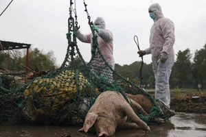 Trung Quốc tiêu huỷ lợn bệnh sau khi có báo cáo về dịch sốt lợn châu Phi đầu tiên ở nước này. Ảnh: SCMP. COM