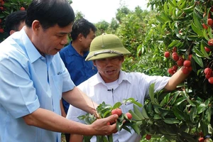 Bộ trưởng Bộ NN-PTNT Nguyễn Xuân Cường đi thăm vườn vải thiều tại tỉnh Hưng Yên