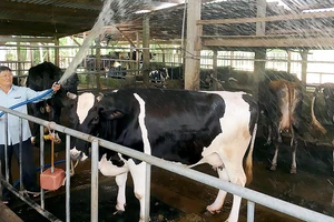 Nông dân vệ sinh cho bò để tránh sốc nhiệt