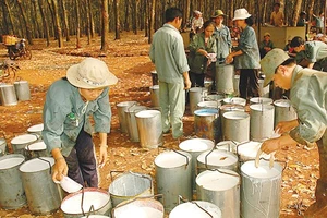Thu hoạch mủ cao su tại Bình Phước. Ảnh: T.L