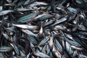 146 tỷ đồng sản xuất giống cá tra 3 cấp chất lượng cao 