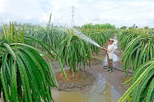 Nhiều hộ gia đình ở huyện Châu Thành ùn ùn mở rộng diện tích trồng thanh long