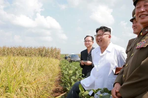 Nhà lãnh đạo Triều Tiên Kim Jong-un thăm một cánh đồng trồng lúa và hoa màu Ảnh: KCNA/REUTERS 