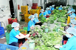 Chế biến rau tại HTX Phước An Ảnh: CAO THĂNG