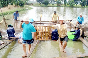 Thu hoạch cá tra tại ĐBSCL Ảnh: CAO PHONG