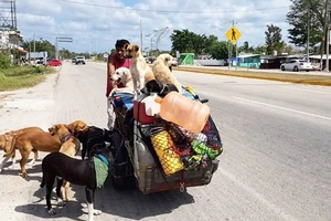 5 năm, giải cứu hơn 400 con chó