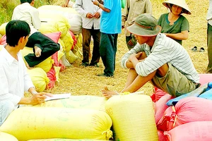 Thương lái thu mua lúa của nông dân ĐBSCL, phục vụ xuất khẩu