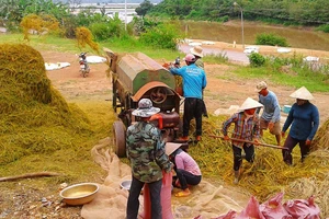 Nghị định 107 sẽ tạo điều kiện cho DN vừa và nhỏ phát triển xuất khẩu gạo