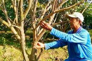Nông dân huyện Lai Vung (Đồng Tháp) khốn đốn vì cây có múi bị dịch bệnh 