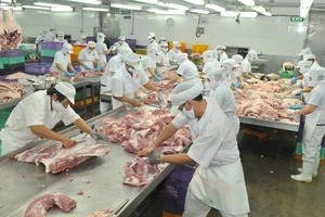  Pha lóc thịt heo tại Công ty Vissan Ảnh: CAO THĂNG