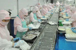 Chế biến tôm xuất khẩu sang Nhật tại Công ty Cofidec Ảnh: CAO THĂNG