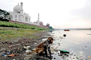 Dùng súng cao su khống chế khỉ ở Taj Mahal